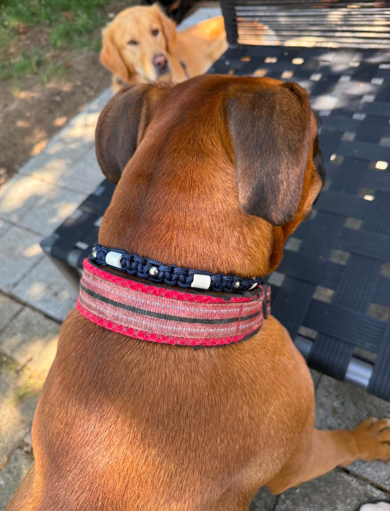 EM-Keramik Antiparasiten Halsband für Hunde Marineblue