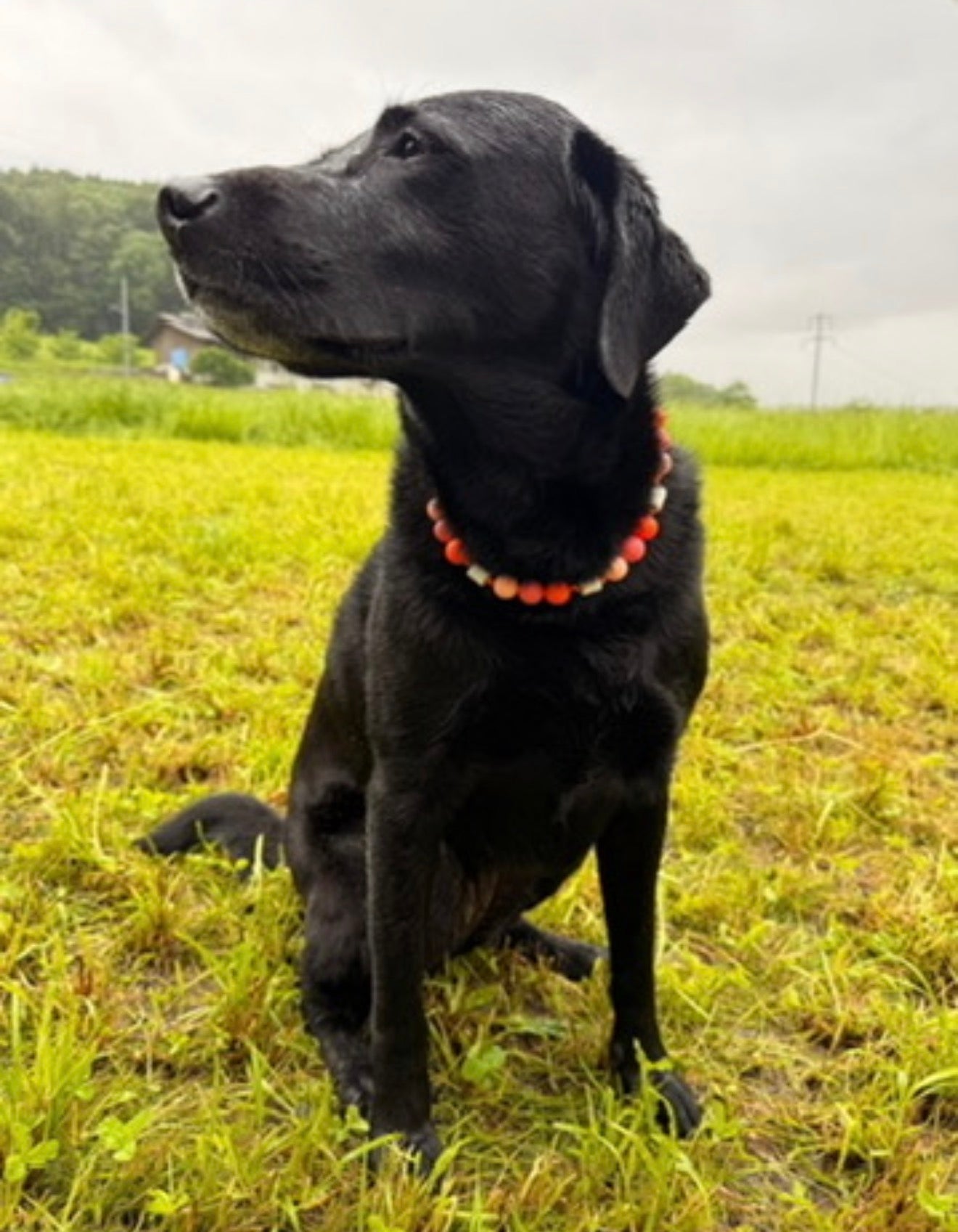 Sunset Bubble EM-Keramik-Zeckenschutz-Halsband